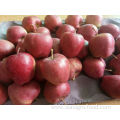 Organic Sweet Juicy Fresh Red Apples For Export